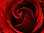 nous nous aimrons jusqu'� la fin de nos jours